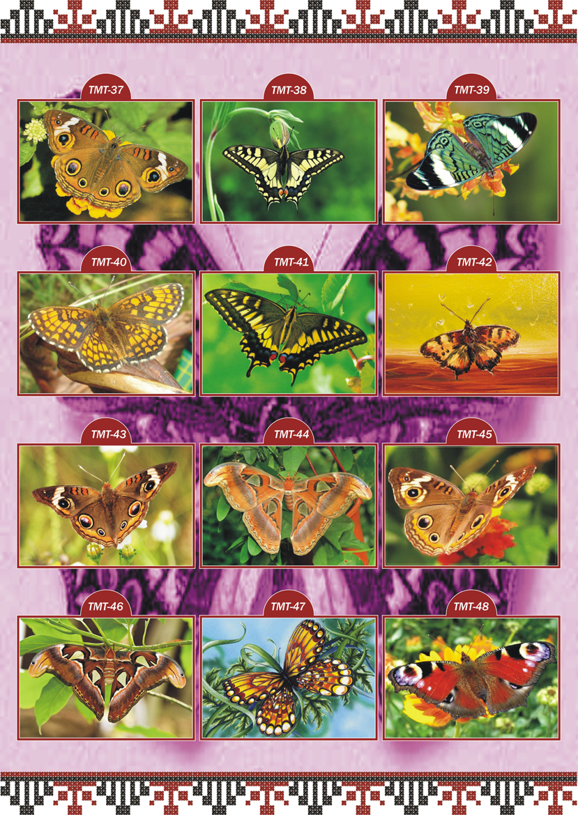 Каталог эскизов Животные Метелики ТМТ 4